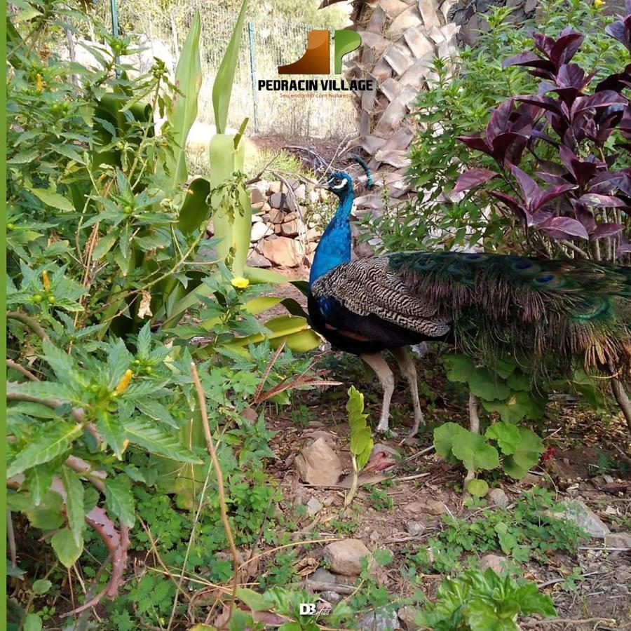 Hotel Pedracin Village Ribeira Grande